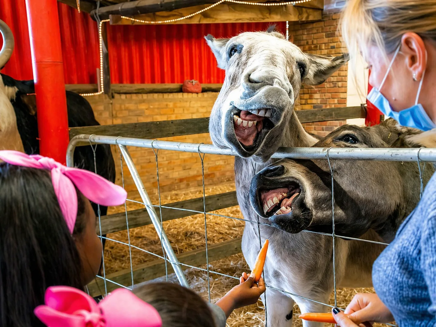 Donkeys at Lat Wai